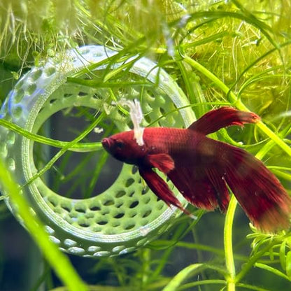 Betta Bulb Hide | Suction Cup Betta Fish Cave & Shrimp Hideout | Wall-Mounted Aquarium Cave for Betta Tanks, Nano Tanks & Planted Aquariums (Cotton Candy Blue)