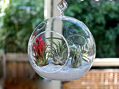 WGV Hanging Terrarium Globe, Width 7", Height 8", DIY Air Succulent Planter, Clear Glass Vase Orb with Flat Bottom, Candle Holder Outdoor Garden Decor, 6 Pieces - size: 7" Flat Bottom
