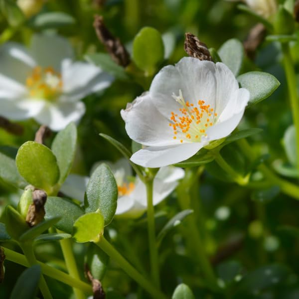 White Purslane Live Plants | Pack of 2 (Two) | 5-9" Tall | Moss Rose Portulaca | Drought Tolerant Trailing Succulent for Hanging Baskets & Rock Gardens | Heat Loving Moon Garden Blooms