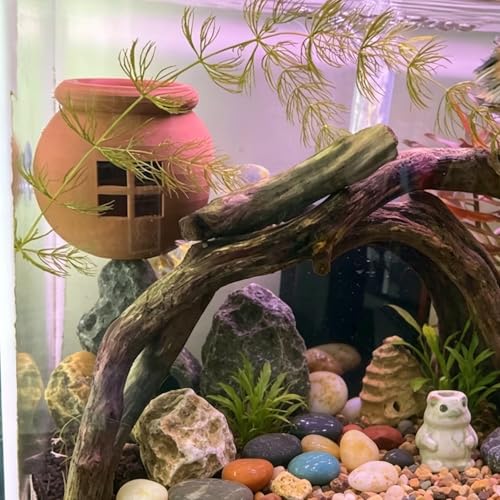 Betta Fish Hiding Place with Suction Cups, Aquarium Betta Fish House cave, Fish Tank Resting Sanctuary, Suitable for Betta Fish Tank Decoration and Aquarium Accessories.(Pack of 2) (Purple)