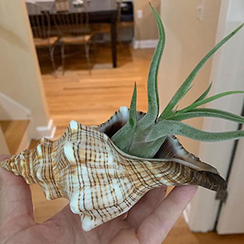 2PCS Conch Shell Large Natural Seashells Perfect for Fish Tank Wedding Decor Beach Theme Party Home Decorations
