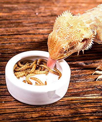 2 Pack Reptile Food Bowl, Mini Ceramic Water Feeder Bowl, Reptile Worm Feeding Dish for Lizard Turtle Bearded Dragon Anoles Crested Gecko Hermit Crab Leopard Gecko Chameleon Corn Snake - size: 1 Pc 2.7 '' x 0.8 ''