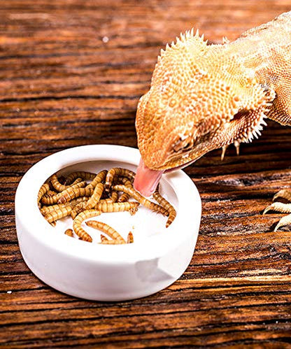 2 Pack Reptile Food Bowl, Mini Ceramic Water Feeder Bowl, Reptile Worm Feeding Dish for Lizard Turtle Bearded Dragon Anoles Crested Gecko Hermit Crab Leopard Gecko Chameleon Corn Snake - size: 1 Pc 2.7 '' x 0.8 ''