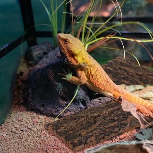 KESYOO 3Pcs Natural Cork Bark Background: Textured Wall Panel Climbing Decor for Reptile Terrarium Tank - Aquarium Habitat Accessories