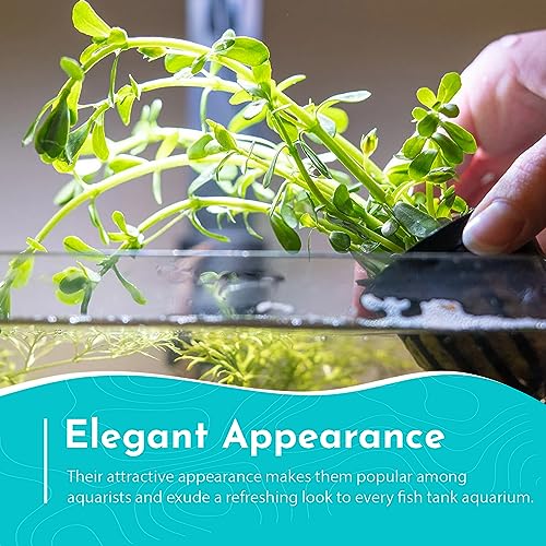 Moneywort Bacopa Monnieri Live Aquarium Plant Stem Bundle Freshwater Easy Beginner Background Plant - Low-Medium Light - size: Bunch