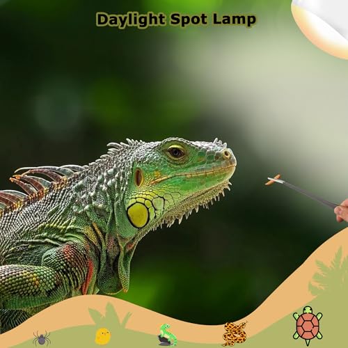 75W Reptile Heat Lamp Bulbs, 2.5 Inch UVA Amphibian Basking Spot Light for Bearded Dragon, Lizard, Tortoise & Chicks – Simulated Sunlight, Daylight Bulb for Aquariums and Tanks | 2 Pack