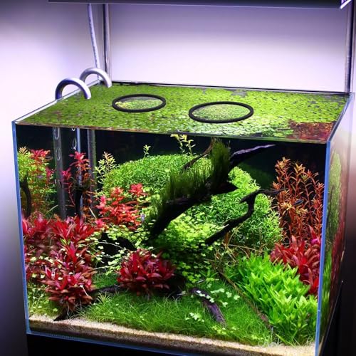 10pcs Fish Feeding Rings Set, 5 Sizes Round Floating Aquarium Plant Corral, Fish Tank Aquarium Accessories for Betta (Black)