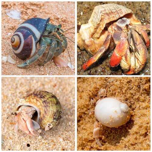 15PCS Hermit Crab Shells | Natural Sea Conch Size 1.6"-3.2" | Growth Turbo for Small to Medium and Large Crabs, Saltwater Hermit Crab Supplies and Sea Shell for Beach Decor