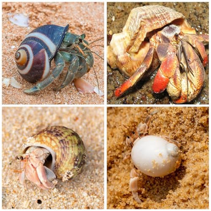 15PCS Hermit Crab Shells | Natural Sea Conch Size 1.6"-3.2" | Growth Turbo for Small to Medium and Large Crabs, Saltwater Hermit Crab Supplies and Sea Shell for Beach Decor