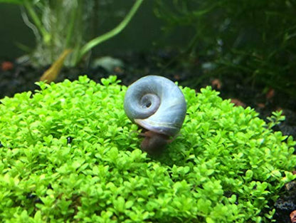 Aquatic Arts 1 Live Blue Ramshorn Snail | Aquarium Sand/Substrate Clearer | Freshwater Fish Tank Accessories