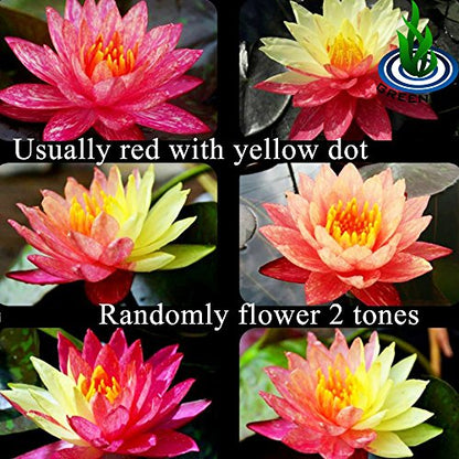 Live Aquatic Plant Nymphaea Wanwisa Red Hardy Water Lilies Tuber for Aquarium Freshwater Fish Pond