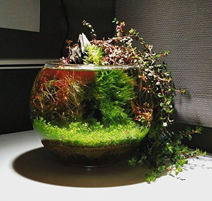 (1-Cup) Dwarf Baby Tears Carpet Imported Direct from Grower Live Aquarium Plants Decoration Tissue Culture for Freshwater Aquatic Plant Tank by Mainam