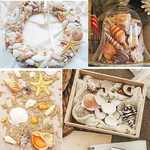 Jangostor Sea Shells Mixed Ocean Seashells, 1.2"-3.5" Various Sizes Beach Seashells and Natural Starfish for Vase Fillers Fish Tank Beach Themed Party Home Wedding Decorations DIY Crafts