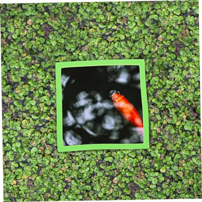 MERRYHAPY 5pcs Floating Plant for Aquariums Holders for of Aquatic Plants Easy Feeding for Fish Tanks
