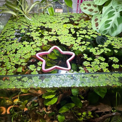 Fish Feeding Portals for Betta & Aquariums | Floating Food Rings & Breathing Windows (Moon Shape) (Clear) - color: Clear
