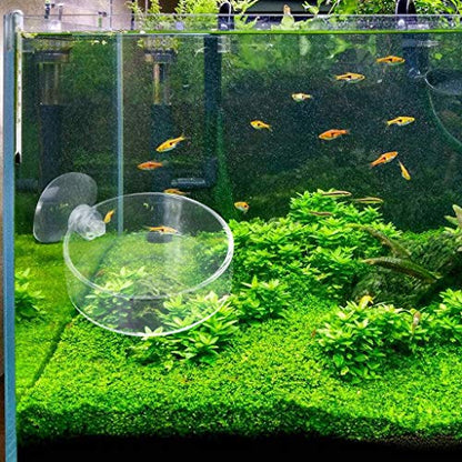 Shrimp Feeder Glass Feeding Dish Aquarium Fish for Reptiles Food Bowl with Suction Cups 2.4x0.7 Inch