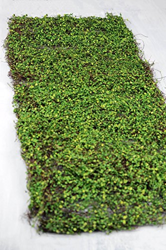 Richland Moss Leaf Mat Green 16" x 36" - color: Green, size: 16''x36''