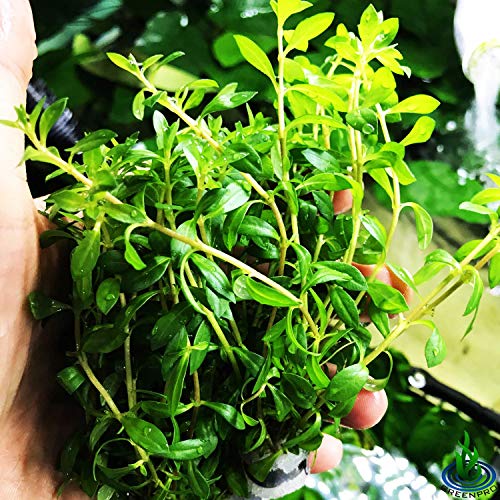 | Ludwigia Arcuata Needle Leaf 3-Bundle Red Live Aquarium Plants Package Freshwater Fish Tank