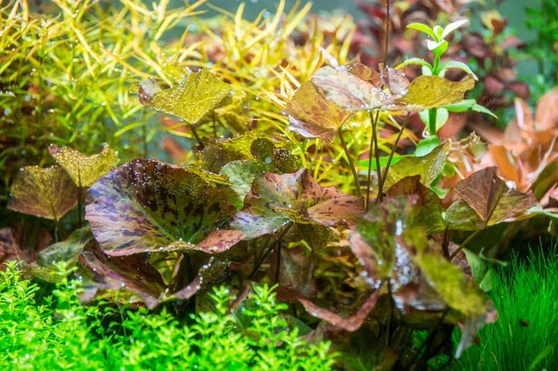 Tiger Lotus Lily Nymphaea Lotus - Live Aquarium Plants - Freshwater Aquatic Plant Buy 2 Get 1