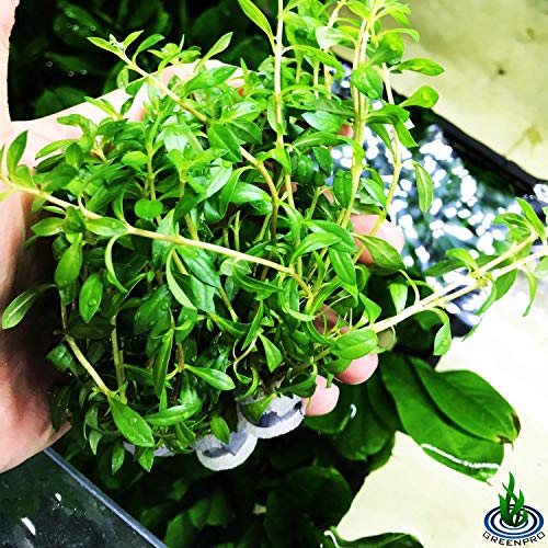 | Ludwigia Arcuata Needle Leaf 3-Bundle Red Live Aquarium Plants Package Freshwater Fish Tank