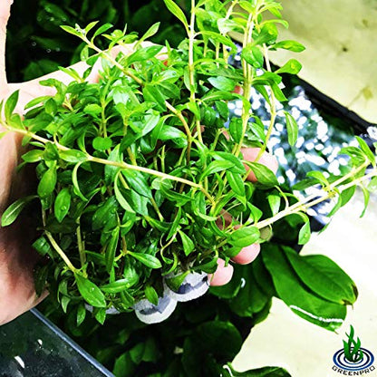 | Ludwigia Arcuata Needle Leaf 3-Bundle Red Live Aquarium Plants Package Freshwater Fish Tank