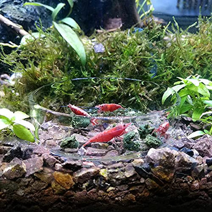 1PCS Aquarium Shrimp Feeding Dish, Glass Round Fish Feeder Bowl Reptiles Water Food Dish Clear Dishes Tray, 60mm