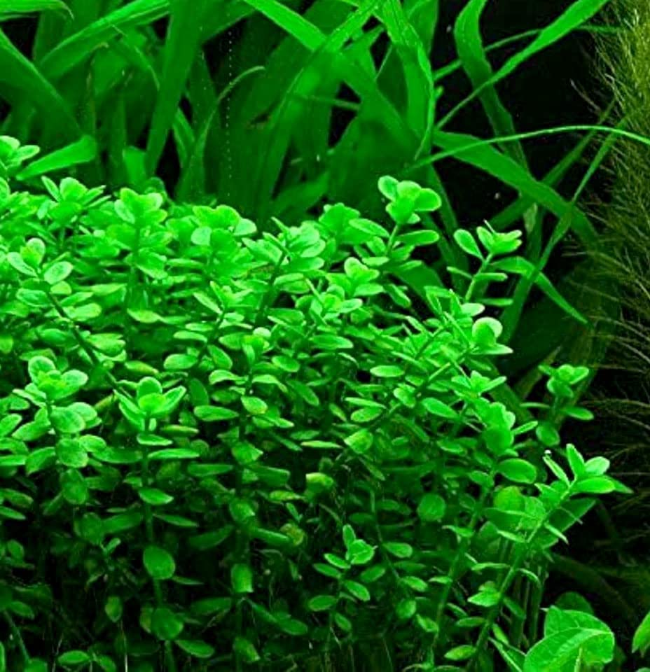 3 Different Types of Beginner/Super Easy Live Aquarium Plants - Bacopa + Anubias + Java Fern BU Y 2 GET 1 F R EE!