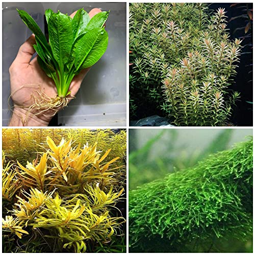 Live Aquarium Plant Variety Pack Amazon Sword Java Moss Anacharis Ludwigia Java Fern and More