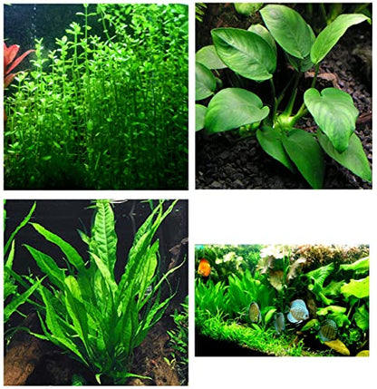 3 Different Types of Beginner/Super Easy Live Aquarium Plants - Bacopa + Anubias + Java Fern BU Y 2 GET 1 F R EE!