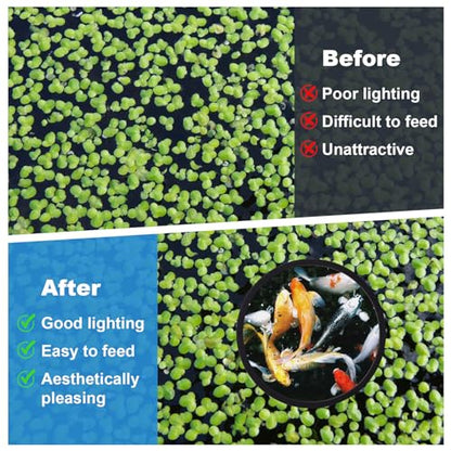 10pcs Fish Feeding Rings Set, 5 Sizes Round Floating Aquarium Plant Corral, Fish Tank Aquarium Accessories for Betta (Black)