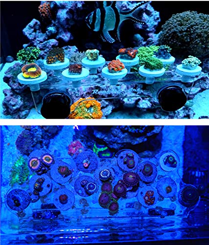 Magnetic Coral Frag Rack Strongest N52 Magnets Holds up to 41 Plugs (Medium Slim) - style: Medium Slim
