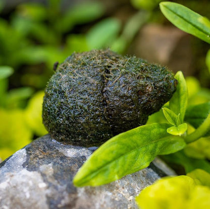 10 Live Trapdoor Snails for Freshwater Aquariums and Ponds Help Water Cleaner