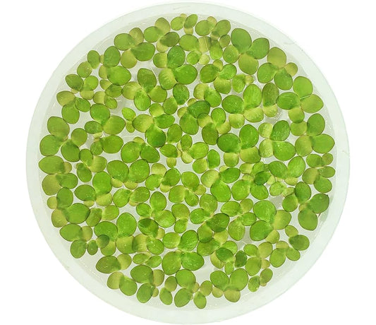 Giant Duckweed, Spirodela polyrhiza, Live Aquarium/Aquatic/Freshwater/Floating/Pond Plant, Planted Tank, Aquascaping by Aquarium Plant Center (30 Plants) - size: 30 Plants