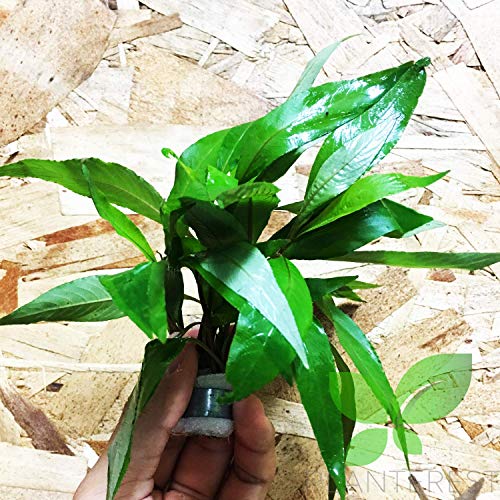 – Hygrophila Angustifolia Stems Bunch Live Aquarium Plant Decorations BUY2GET1FREE