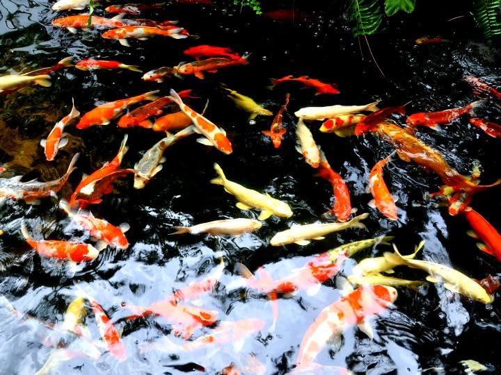 PondH2o Koi Pond Fish Transport Mesh Sock 28cm (11 Inch) Diameter, 120cm (48 Inch) Length, Fish SafeTransfer Net for Pond and Aquarium Fish, Not Water Proof, Will Not Hold Water