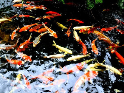 PondH2o Koi Pond Fish Transport Mesh Sock 28cm (11 Inch) Diameter, 120cm (48 Inch) Length, Fish SafeTransfer Net for Pond and Aquarium Fish, Not Water Proof, Will Not Hold Water