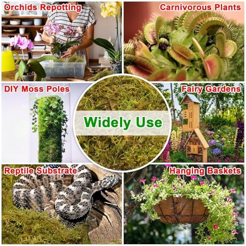 2.2LB Premium Sphagnum Moss for Plants, 50QT Green Moss for Plants Indoor Potted Orchid Moss for Repotting Succulent Carnivorous Terrarium Gardening Reptiles