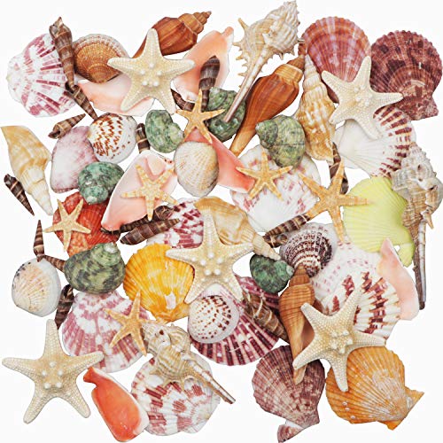 Sea Shells Mixed Beach Seashells 9 Kinds 1.2"-3.5 "Various Sizes Natural Seashells and 2 Kinds of Natural Starfish for Beach Themed Party DIY Crafts Fishtank Vase Fillers Home Wedding Decorations - color: Various