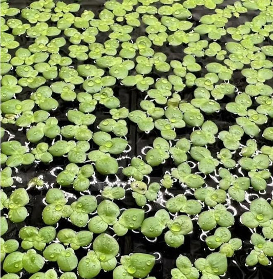 Giant Duckweed, Live Aquarium Floating Plant, Spirodela polyrhiza (50 Plants)