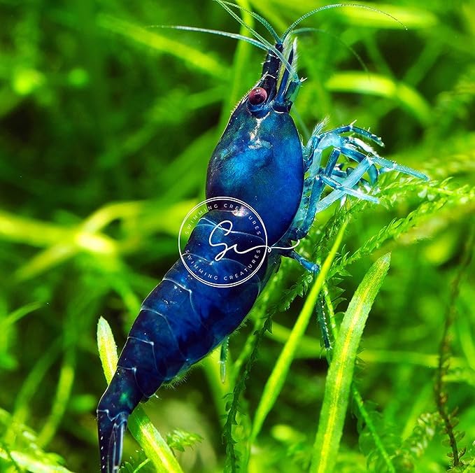 Swimming Creatures™ 10 Mixed Premium High-Grade Neocaridina Freshwater Aquarium Shrimp Live (Assortment of 4 colors)