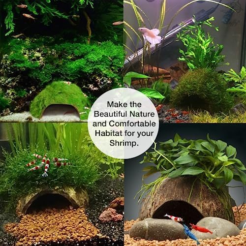 SunGrow Coconut Aquarium Shrimp Cave, Small Fish Tank Decorations Accessories, Comfortable Shelter and Breeding Area for Crustaceans, Fish Hideout Aquarium Décor for Spawning (1 piece)