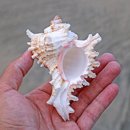4 Pack 4-5 inches Conch Shells for Decorating air Plant Holders Unique Succulent Pot Betta Fish Tank Decoration Aquarium décor Fish House for Aquarium Beach Theme Party (No Plants)