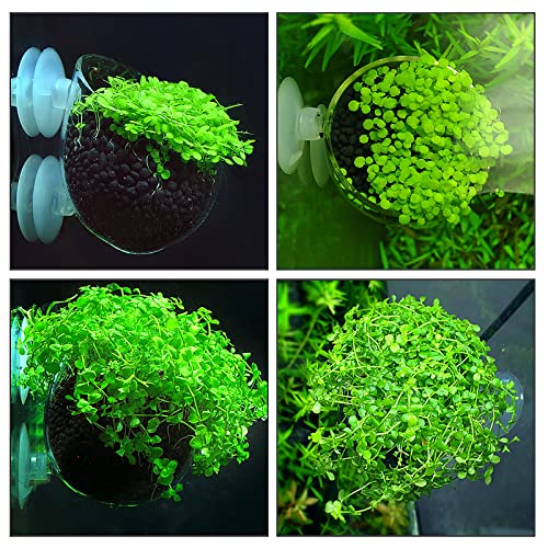 Aquarium Plant Decoration with 2 Suction Cups for Fish Tank, Glass