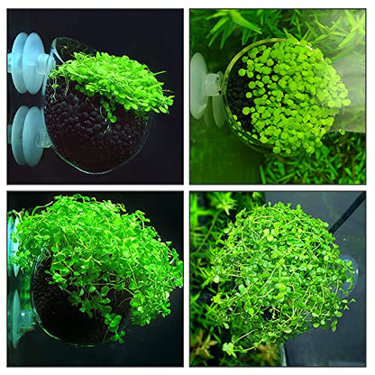 Aquarium Plant Decoration with 2 Suction Cups for Fish Tank, Glass