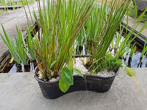 PondH2o Contour Kidney Shaped Plastic Slotted Mesh Aquatic Pond Plant Basket, 17 Inch (44cm), Value Three (3) Pack, Perfect for Lily's, Planting Pot, Baskets for Water Gardens, Aquaponics, Hydroponics