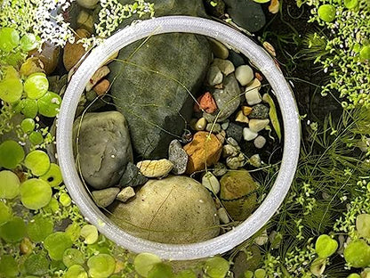 Aquarium Feeding Ring Translucent (5 Inch)