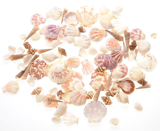 PowerTRC Mixed Beach Sea Shells for Ocean Theme Parties and Weddings Decoration | Vase, Fountain & Fish Tank Filler Various Sizes 1”-2.5”, 9.3 lbs. | Approx. 1200 Sea Shells - size: #3 1200 Sea Shells