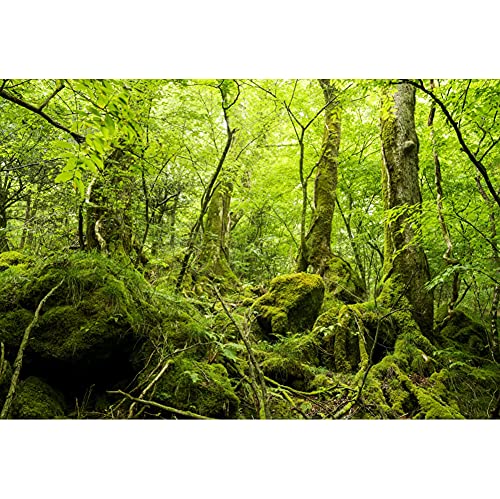 5x3ft Peaceful Natural Scenery Backdrop Evergreen Forest Rustic Landscape Sunshine Tree Photography Background Kids Birthday Party Banner Adventure Theme Polyester Studio Props Portrait Photo - size: 5x3ft-P