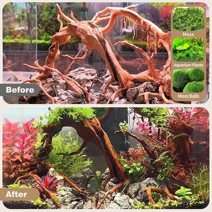 Natural Spiderwood for Aquarium Decor 2-Piece 11''-14'' Long Natural Driftwood Branches for Fish Tank Decorations