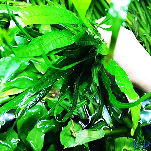 (10+ Leaves) Microsorum Pteropus Java Fern Live Aquarium Plant Tall Bunch Aquatic Fish Tank Decoration